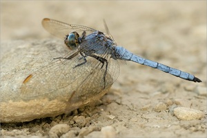 Kleiner Blaupfeil (Orthetrum coerulescens)