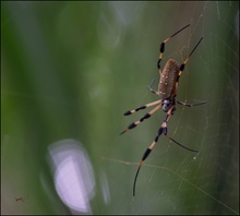 Doppelte Nephila für Pascale