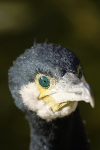 Kormorane (Phalacrocorax)