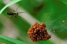 Streckerspinne mit Nachwuchs