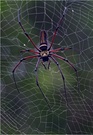 Giant Wood Spider für Pascale