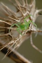 Diaea dorsata für Pascale