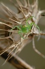 Diaea dorsata für Pascale