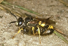 Bienenwölfin für die Familie ...