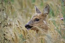 Schmalreh in Gerste