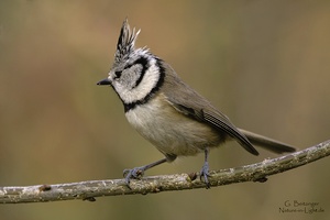 Nur eine Haubenmeise (Lophophanes cristatus)