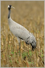 Grauer Kranich (Grus grus)