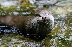 Otter