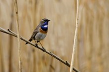 Blaukehlchen im Schilf