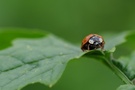 Marienkäfer (Harmonia axyridis)