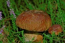 Steinpilz 2