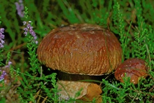 Steinpilz 2