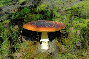 Amanita muscaria  (Fliegenpilz)