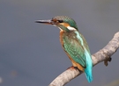 Eisvogel (Alcedo Atthis)