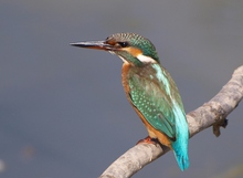 Eisvogel (Alcedo Atthis)