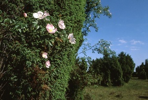 Rosen und Wacholder...