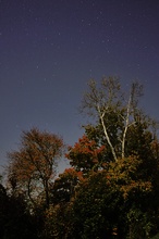 Herbstlaub