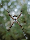 Silver Argiope