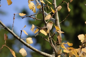 Herbstvogel