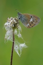 Coenonympha glycerion