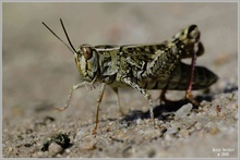 Im Schritt ...          (Italienische Schönschrecke - Calliptamus italicus)