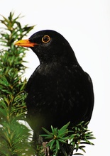 Amsel