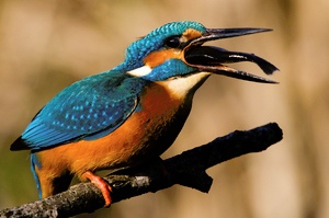 Eisvogel mit Fisch