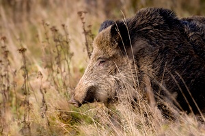 wildschwein