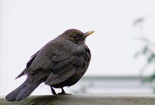 Amsel