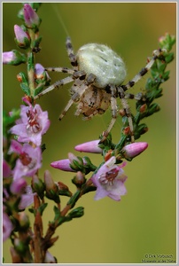 Vierfleckkreuzspinne (Araneus quadratus)