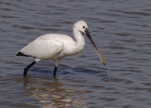 Löffler (Platalea Leucorodia)