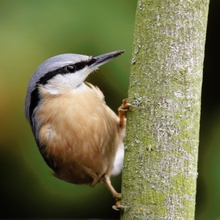 Kleiber (Sitta europaea)