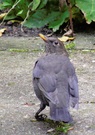 Amsel