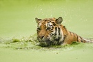 Schwimmender Tiger (Zoo)