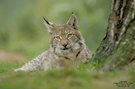 Luchs (Lynx lynx)