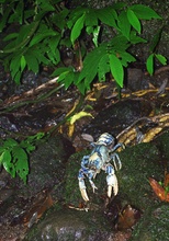 Blue Lamington Spiny Crayfish / Blauer Lamington Flusskrebs ( Euastacus sulcatus )