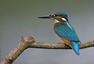 Kingfisher