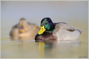 Stockente (Anas platyrhynchos)