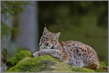 Luchs (Lynx lynx)