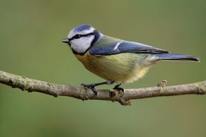 Blaumeise (Cyanistes caeruleus)