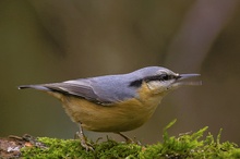 Die „Spechtmeise“ – Kleiber (Sitta europaea)