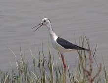 Stelzenläufer (Himantopus Himantopus)