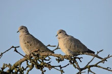 Türkentauben (Streptopelia decaocto)