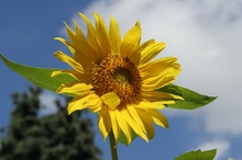 sonnenblume