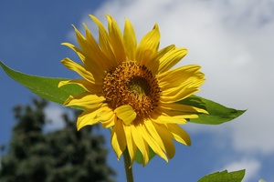 sonnenblume