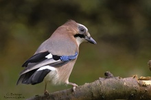 Eichelhäher (Garrulus glandarius)