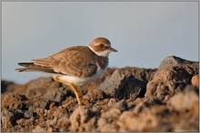 ganz im Süden... Sandregenpfeifer (juv.) *Charadrius hiaticula*