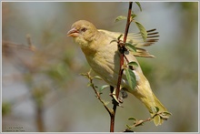 Webervogel (Masked weaver) (Ploceus velatus)