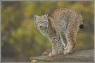 Luchs