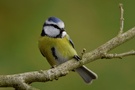 noch eine Blaumeise (Cyanistes caeruleus, früher Parus caeruleus)